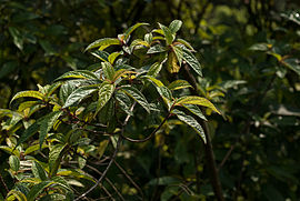 Oreocnide pedunculata長梗紫麻 001.jpg