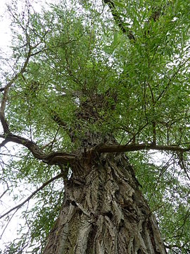 P1000669 Salix alba (Vitellina) (Salicaceae) Plant.JPG