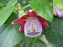 Passiflora alata1MTFL.jpg
