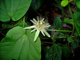 Passiflora rubra.jpg