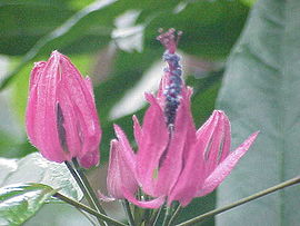 Pavonia multiflora0.jpg