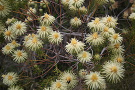 Phylica pubescens MS 9205.jpg