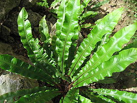 Phyllitis scolopendrium subsp. scolopendrium 01 by Line1.jpg