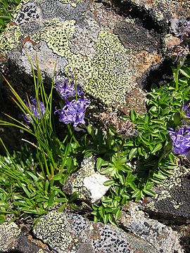 Phyteuma globulariifolium.jpg