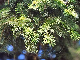 Picea maximowiczii.JPG