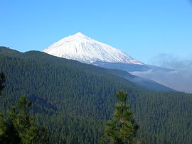 Vista del pinar de la Corona Forestal con el Teide nevado al fondo