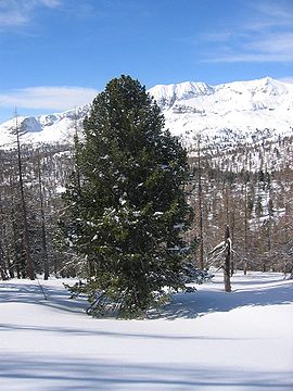 Pinus cembra01.jpg