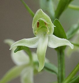 Platanthera chlorantha flower 030603.jpg