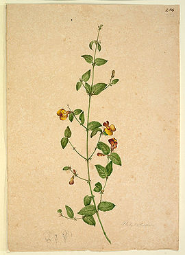 Platylobium (1803-1808?) by Lewin.jpg