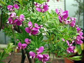 Polygala myrtifolia (flowers) - Botanischer Garten Bonn.jpg