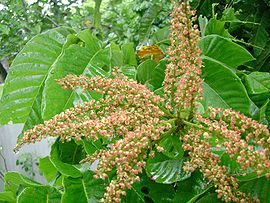 Pometia pinnata, flowering.jpg