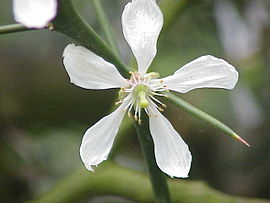 Poncirus trifoliata0.jpg