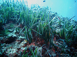 Posidonia oceanica Portofino 01.jpg