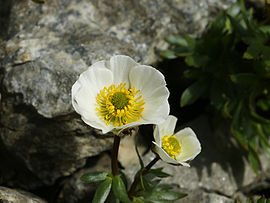Ranunculus glacialis (flower).jpg