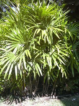 Rhapis excelsa pianta-01.jpg