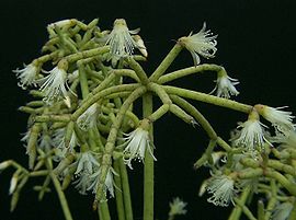 Rhipsalis cereuscula1PAKAL.jpg