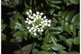 Rorippa nasturtium-aquaticum.jpg