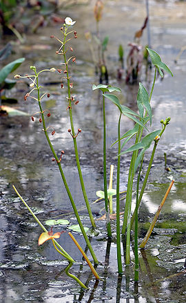 Sagittaria montevidensis (aka).jpg