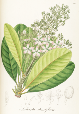 Salverta densiflora Pohl110.png