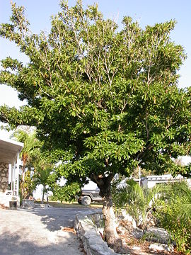 Sapodilla tree.jpg