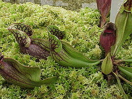 Sarracenia purpurea1.jpg