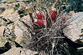 Sclerocactus polyancistrus fh 83 1 CAL B.jpg