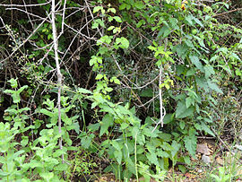 Scrophularia oxyrhyncha Habitus 2011-5-07 SierraMadrona.jpg