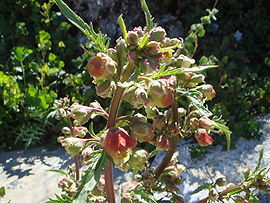Scrophularia sambucifolia.JPG