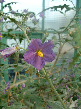 Solanum pyracanthos01.jpg