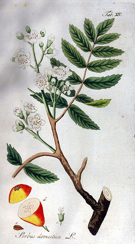 Sorbus domestica Ypey14.jpg