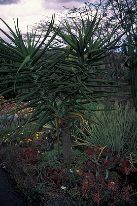 Starr 980529-4376 Aloe suzannae.jpg