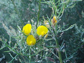 Stauracanthus boivinii 2.JPG