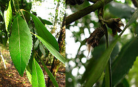 Tepa (Laurelia phillipiana) - leaf & fruit.jpg