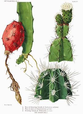 The Cactaceae Vol II, plate XIII filtered.jpg