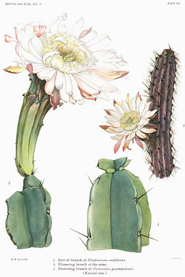 The Cactaceae Vol II, plate XIV filtered.jpg