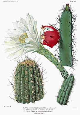 The Cactaceae Vol II, plate XXIV filtered.jpg