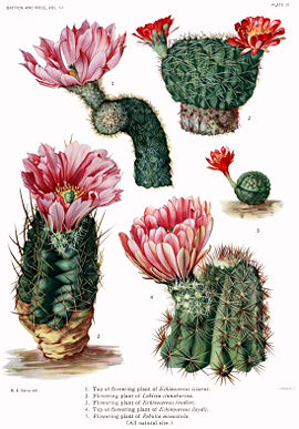 The Cactaceae Vol III, plate IV filtered.jpg