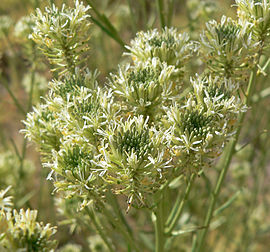 Thelypodium integrifolium ssp affine 3.jpg