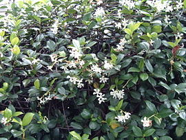 Trachelospermum jasminoides - 01.jpg