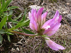 Trifolium alpinum3.JPG
