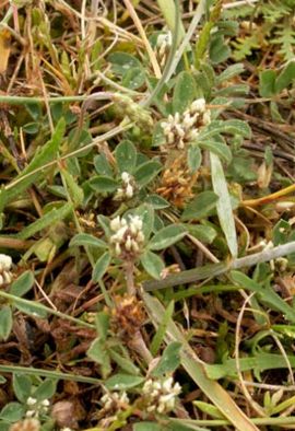 Trifolium scabrum1.jpg