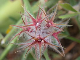 Trifolium stellatum 1.JPG