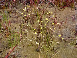 Utricularia subulata.jpg