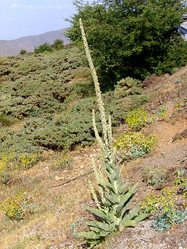Verbascum giganteum Habitus 25July2009 SierraNevada.jpg