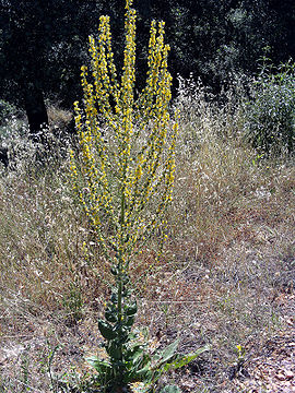 Verbascum pulverulentum Planta ValleAlcudia.jpg