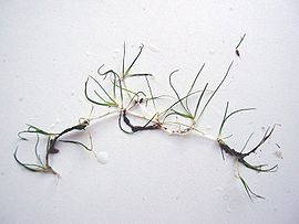 Zannichellia palustris.jpeg