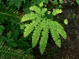 Adiantum pedatum 09905.JPG