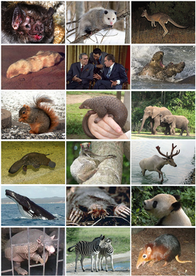 Mammal Diversity 2011.png