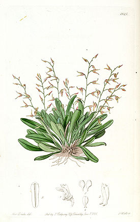 Pleurothallis picta-Edwards vol 21 pl 1825 (1836).jpg