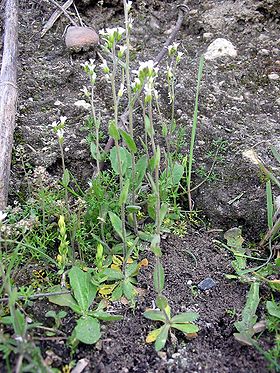 Arabidopsis thaliana habito.jpg
